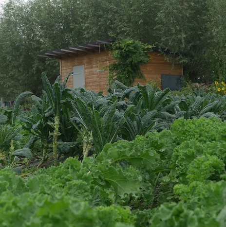 You are currently viewing Vegetable garden co-working day Hoeve Biesland