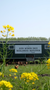 Read more about the article Happy chickens at the Biesland Hoeve